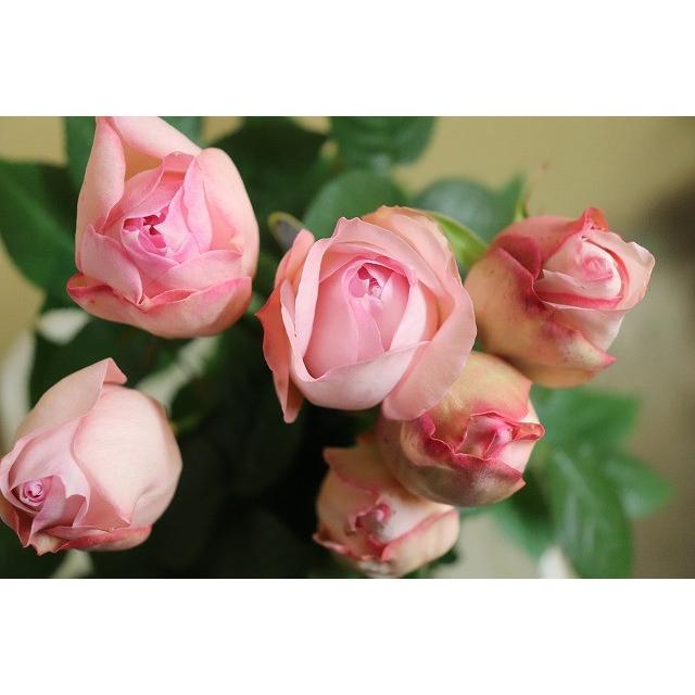 バラ苗 強香 kn29−96 4号 今井清作出 切り花品種接ぎ木（植え