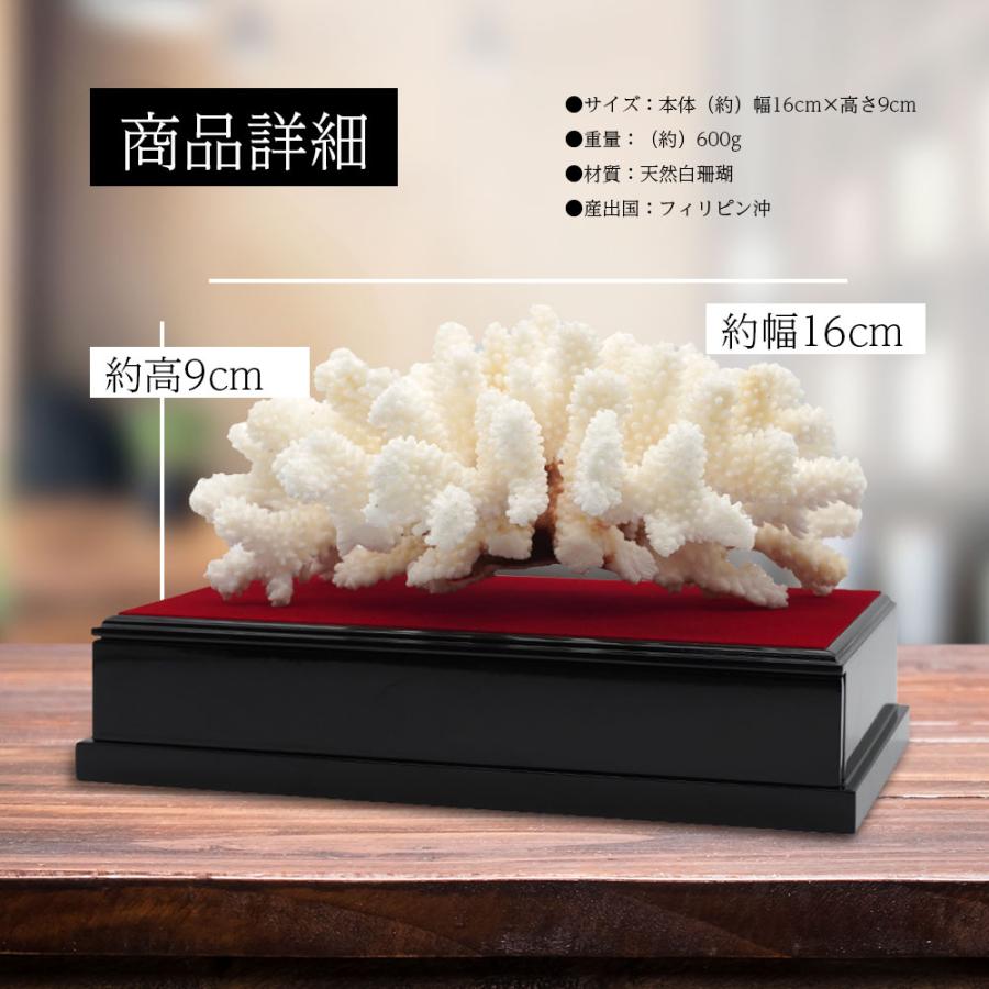 白珊瑚 サンゴ 原木 置物 オブジェ 珊瑚婚 厄除け 縁起物 還暦祝い