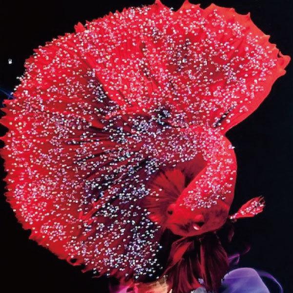 訳あり クリスタル アートパネル 高級感 おしゃれ 絵 ウォールデコ 壁