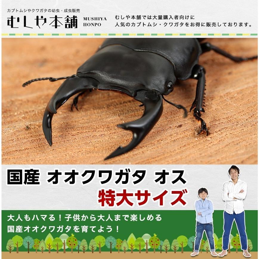 国産オオクワガタ 特大サイズ オス80mm : むしや本舗 ヤフー店 - 通販