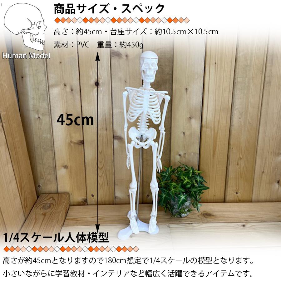 人体模型 人体骨格模型 骨格標本 45cm 1/4 モデル ホワイト 台座 可動