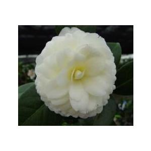 ダローネガ：椿（ツバキ） : 日本花卉ガーデンセンターYahoo!店 - 通販