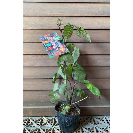 ボイソンベリー（大実ブラックベリー）：果樹苗 大実トゲなしブラック