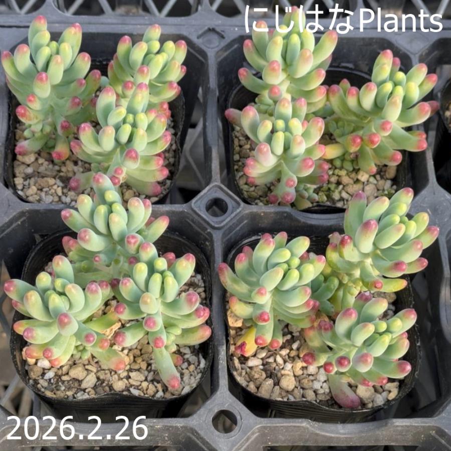 セダム '乙女心' : にじはなPlants - 通販 - Yahoo!ショッピング