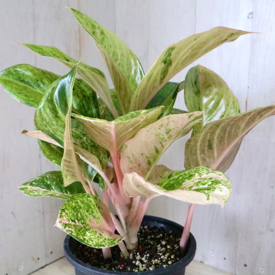 希少 アグラネオマ ピンクイメリタス 現品 5寸鉢 : nico-flowers