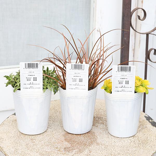 草花苗 カラーリーフ シリーズ ガーデンルー アラビス プラチーナ