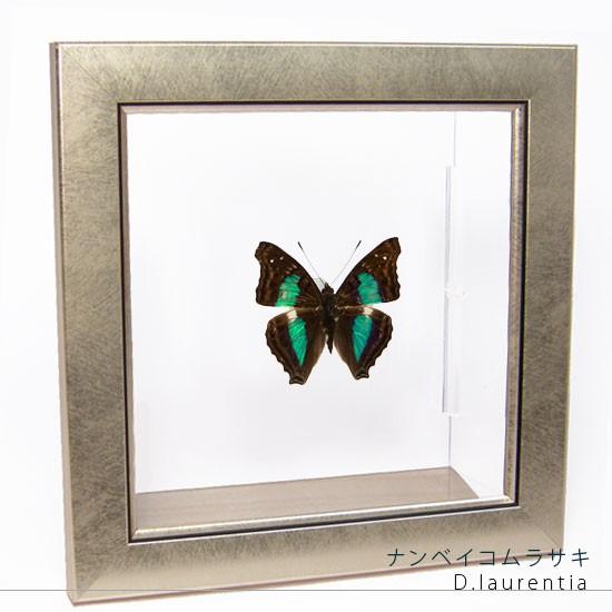 昆虫標本 蝶の標本 ナンベイコムラサキ メタリック調ライトフレーム