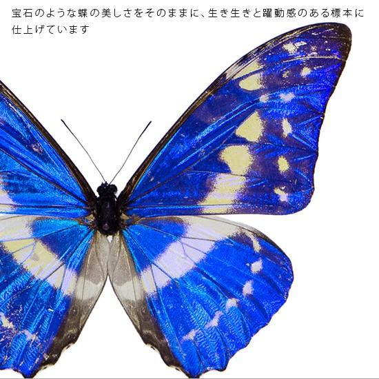 昆虫標本 蝶の標本 キプリスモルフォ メタリック調ライトフレーム