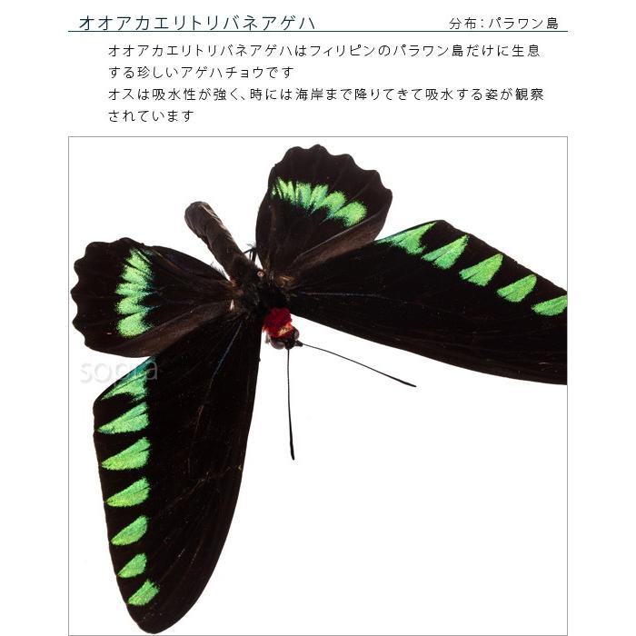 昆虫標本 蝶の標本 オオアカエリトリバネアゲハ メタリック調ライト
