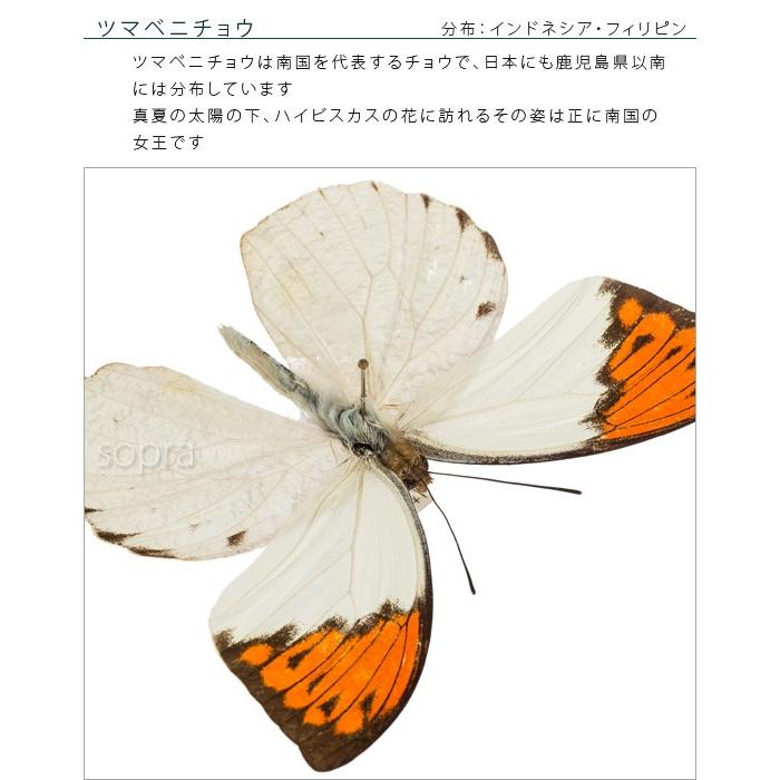 昆虫標本 蝶の標本 ツマベニチョウ アクリルフレーム 黒 : ソプラノ