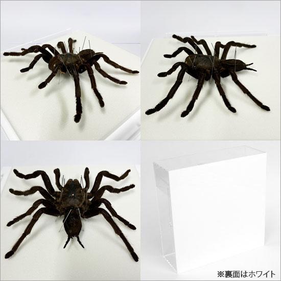 昆虫標本 タランチュラ アクリルフレーム 20cm角 透明 : ソプラノYahoo