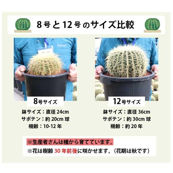 キンシャチ 金シャチ 金鯱 サボテン 12号鉢 樹齢約20年 プラ鉢 室内