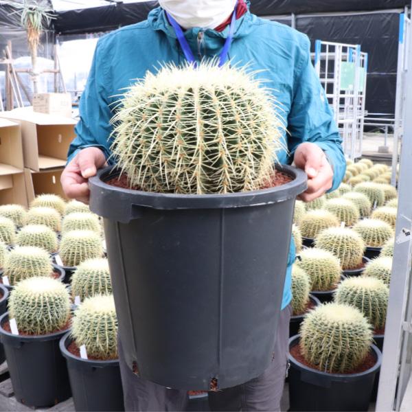 キンシャチ 金シャチ 金鯱 サボテン 12号鉢 樹齢約20年 プラ鉢 室内