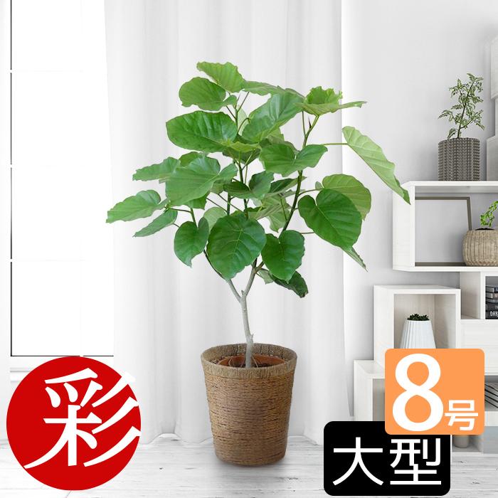 観葉植物 本物 フィカス ウンベラータ 直幹樹形 8号鉢 大型 室内用