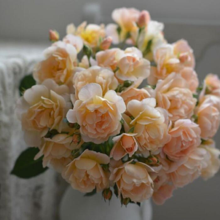 送料無料 ムニュエ 新苗4号鉢 鉢植え バラ 薔薇 河本バラ園 メルスリー