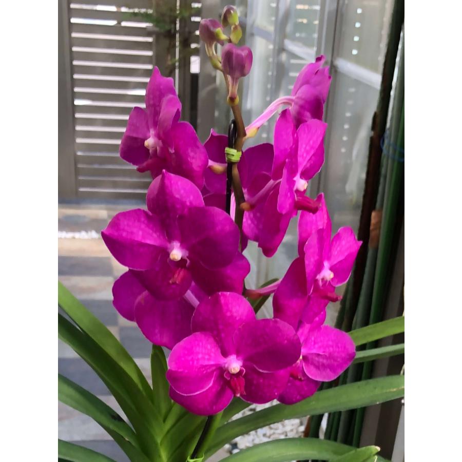 洋ラン バンダ 蘭 Renu Delight ツートン ① 洋ラン バンダ 蘭 Renu