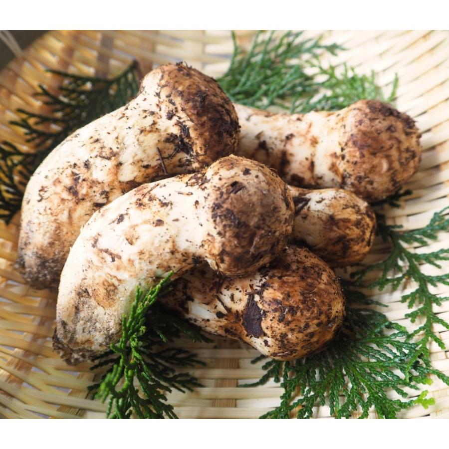 松茸 200g 極上品 つぼみ 中開き 国産 マツタケ 岐阜県産 : さるぼぼ