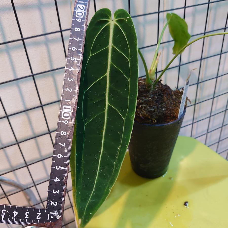アンスリウム ワロクアナム “ダークナロー” Anthurium Warocqueanum