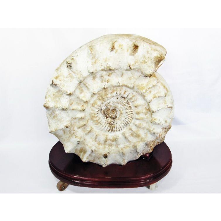 66.1Kg アンモナイト 化石 同梱不可 特大品 t726-1004 : 誠安天然石