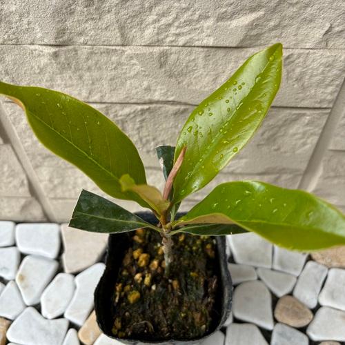 タイサンボク リトルジェム 3.5号ポット 挿し木苗 苗木 : エスフルール