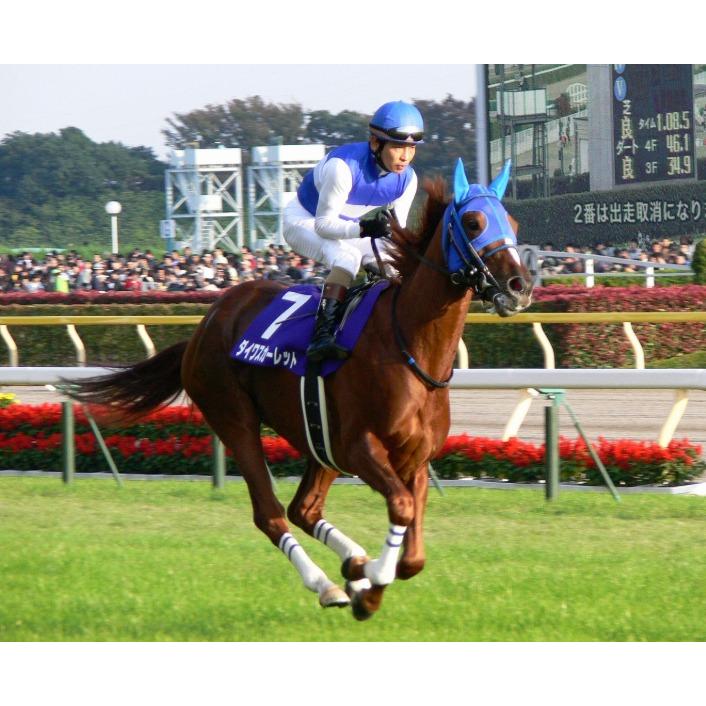 ダイワスカーレット ぬいぐるみ Mサイズ アイドルホース 第53回有馬