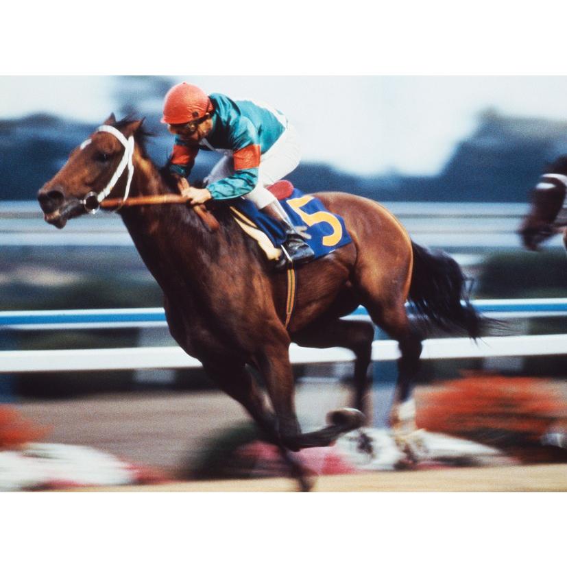 シンボリルドルフ ぬいぐるみ Mサイズ 競馬 アイドルホース 第51回日本