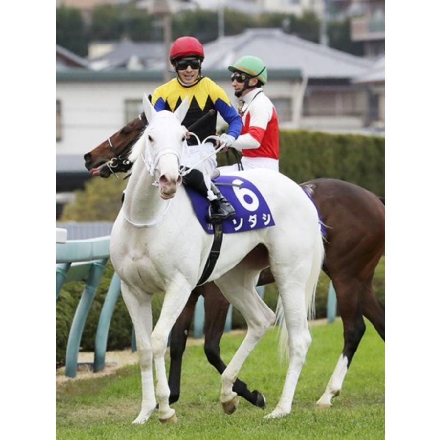 ソダシ アイドルホース 競馬 ぬいぐるみ AVANTI ウマ娘 新品F⑧ 正規品