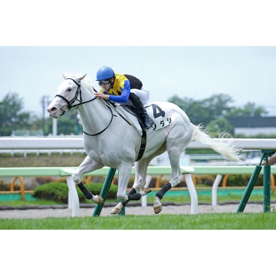 ソダシ ぬいぐるみ 超ビッグサイズ アイドルホース 競馬 第17回