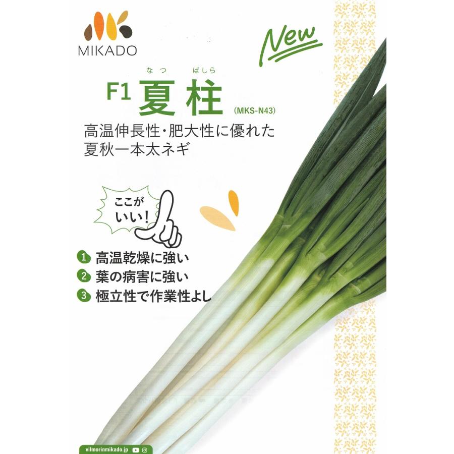 ネギ種子】ヴィルモランみかど 夏柱（なつばしら）ねぎ 2万粒 ☆2025