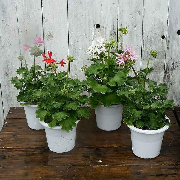 星咲きゼラニウム カンタム 花色お任せ 4号鉢 苗 ゼラニューム 星咲き