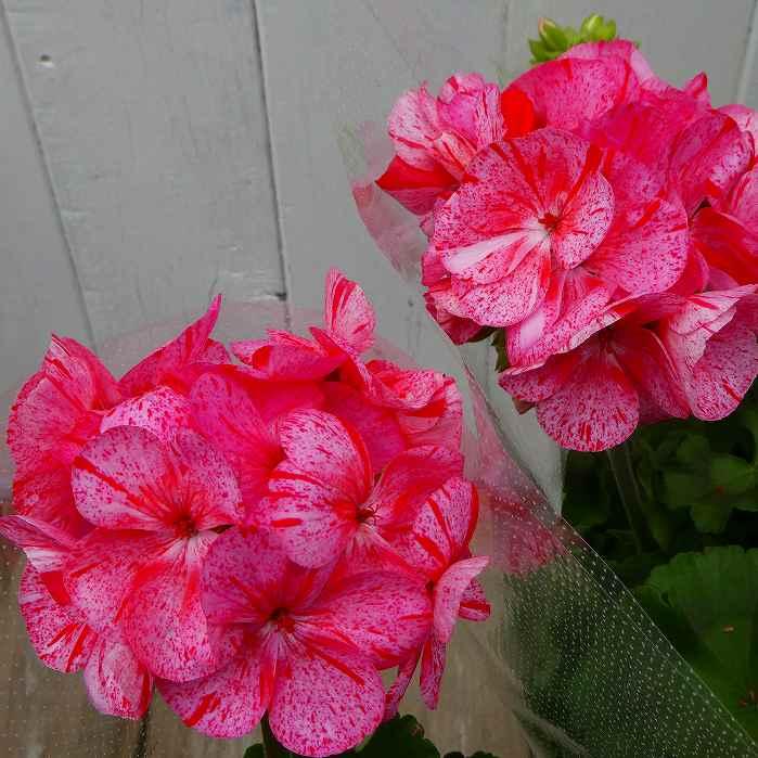 栄養系ゼラニウム 苗 ブラッシュ オレンジピンク モザイク模様 5号鉢