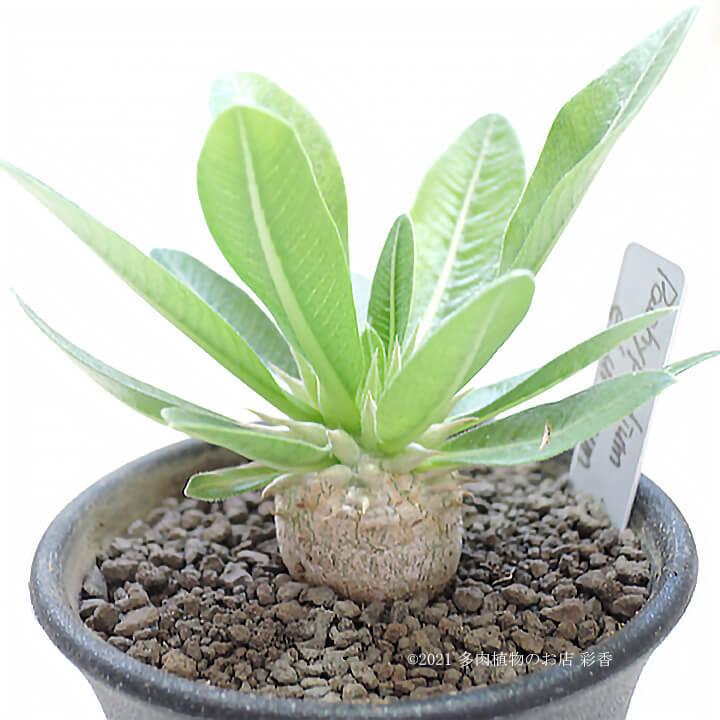 エブレネウム 現地球 ミニサイズ パキポディウム エブレネウム 現地球