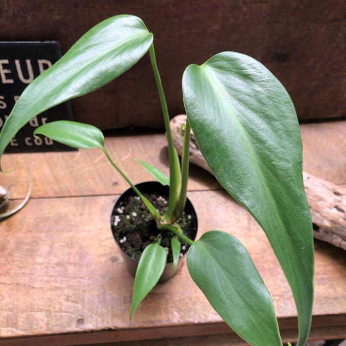 モンステラ 『バールマルクスフレーム』 希少品種 切れ込み細葉 : パリ