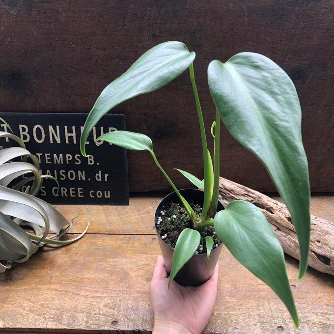 モンステラ 『バールマルクスフレーム』 希少品種 切れ込み細葉 : パリ