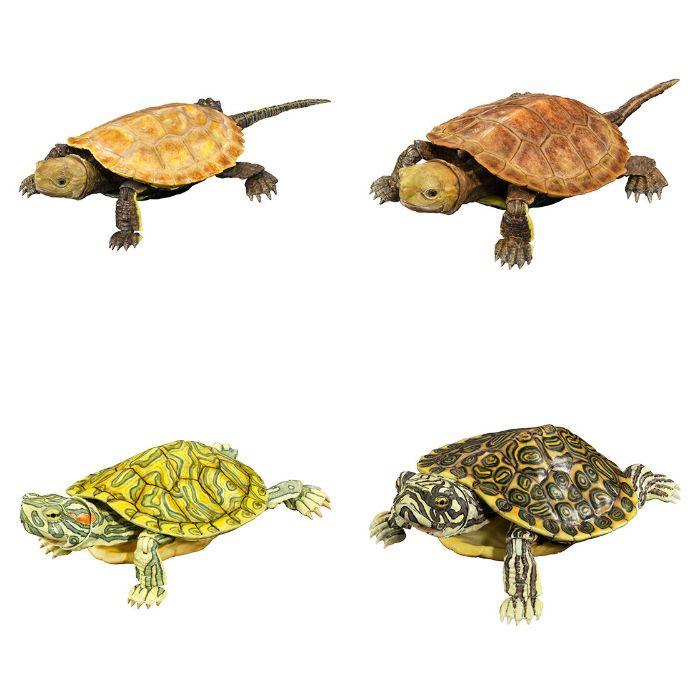 いきもの大図鑑アドバンス カメ02 [全4種セット フルコンプ