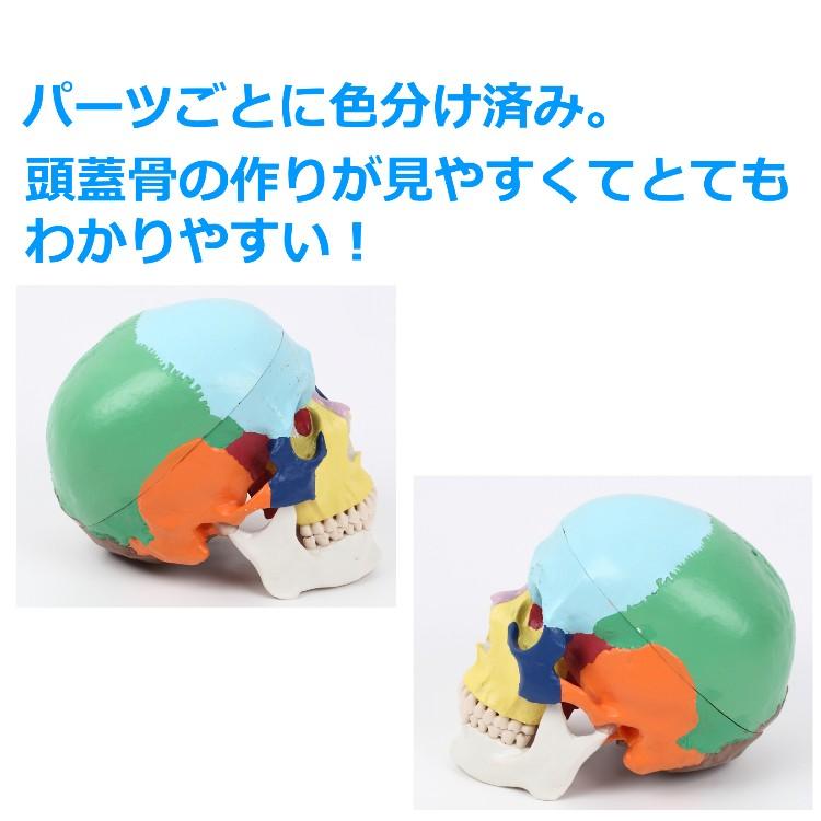 頭蓋骨 模型 実物大 可動式 頭がい骨 分解可能 各部位カラー 配色 頭蓋