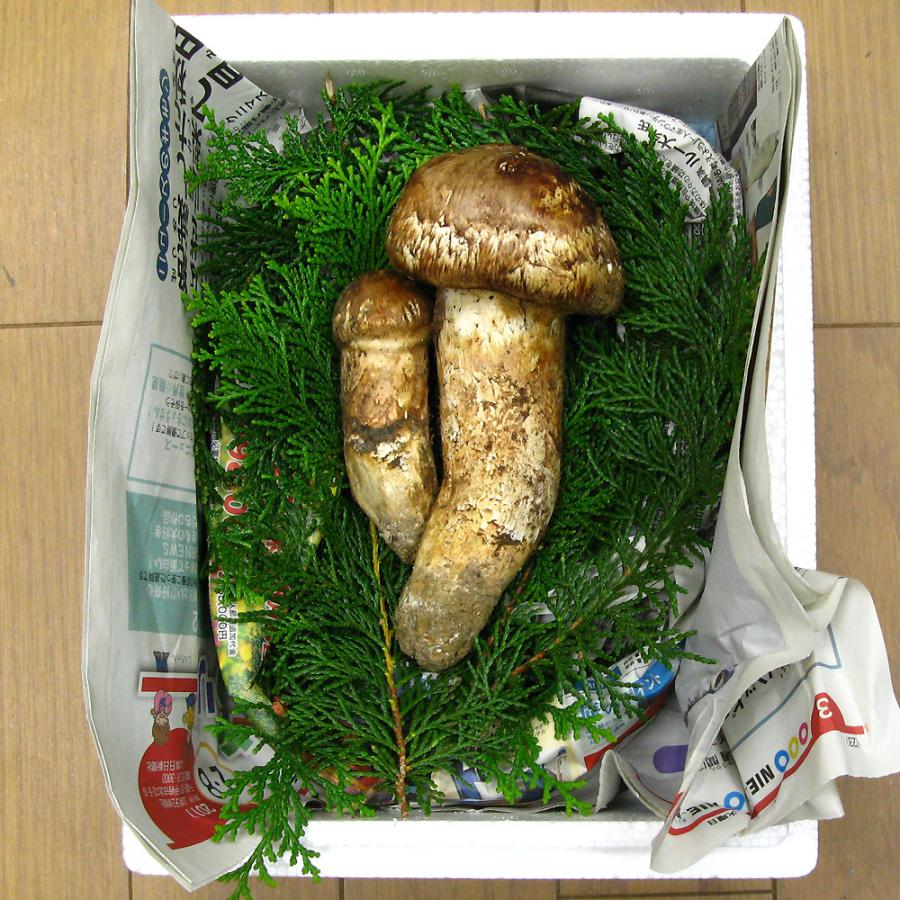松茸 国産 マツタケ 朝採れ 新鮮 山梨県産 日本 国産まつたけ 200g