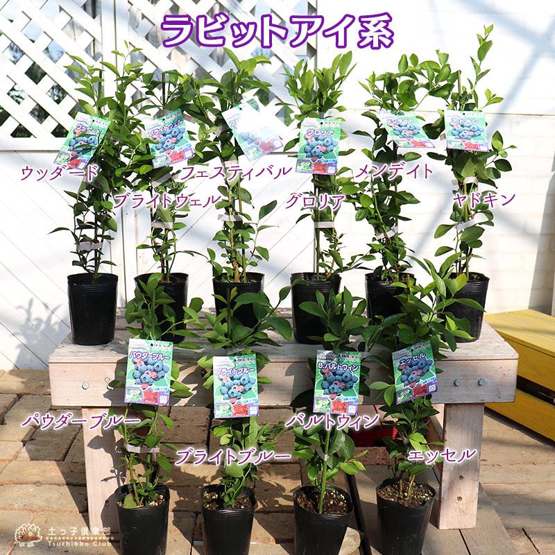 ブルーベリー苗 3.5号ポット50本セット ブルーベリー苗 3.5号ポット50