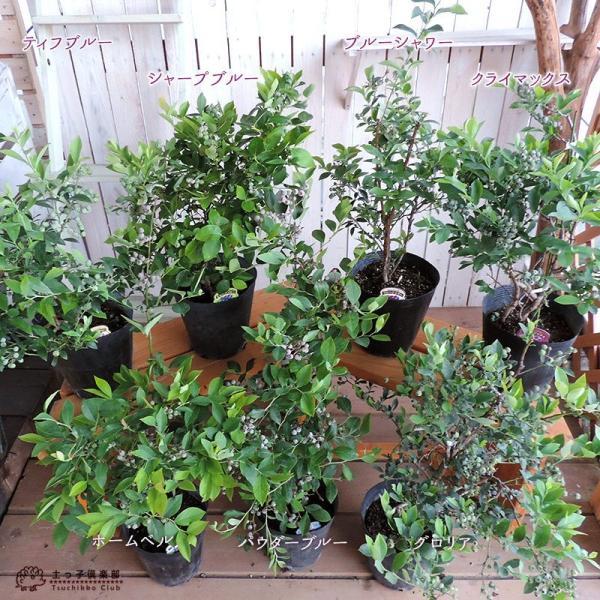 ブルーベリー （ 5年生 ） 7号ポット苗木 大苗 【 選べる品種 】（全20