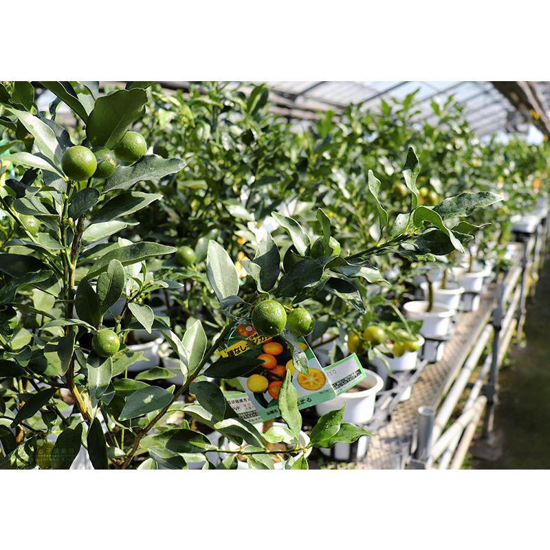 実付き ） タネなし金柑 『 ぷちまる 』 接ぎ木苗 5号鉢植え プチマル