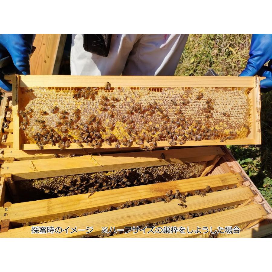 西洋ミツバチ 種蜂 越冬4枚充群 盛りかけ巣礎枠1枚 山田くんのミツバチ