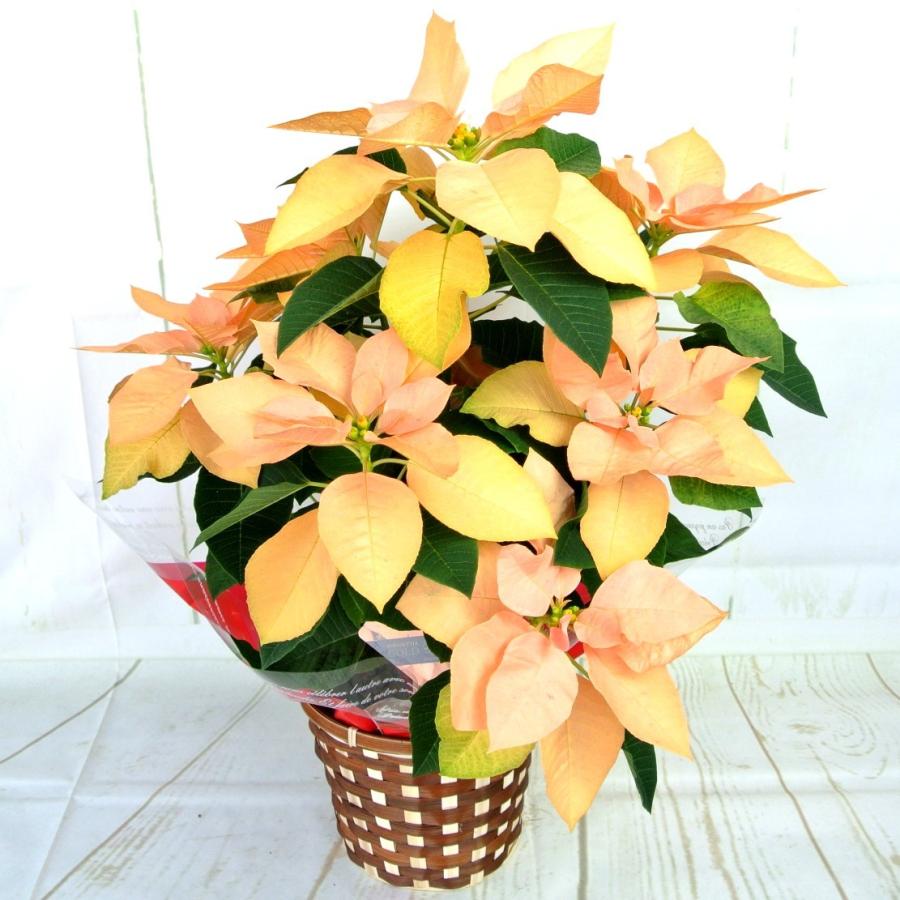 ポインセチア ゴールド 5号鉢 豪華 新品種 かご付き 送料無料