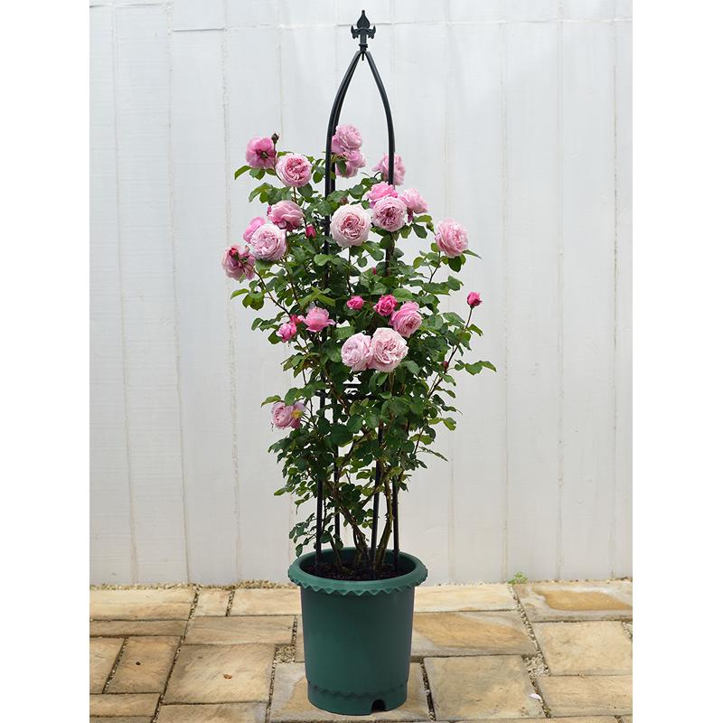 リッチェル（Richell） バラ鉢 12号 071620 公式ショップ : リッチェル