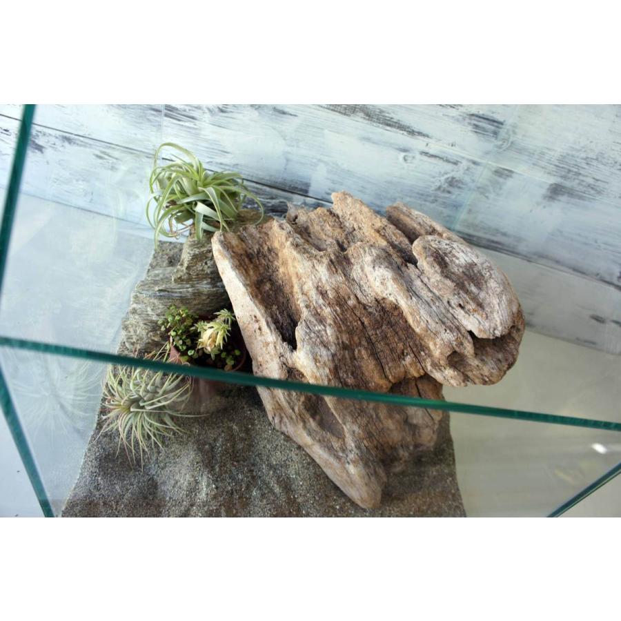 流木 爬虫類 登り木 あく抜き処理 煮沸消毒済 トカゲ ヤモリ ケージ