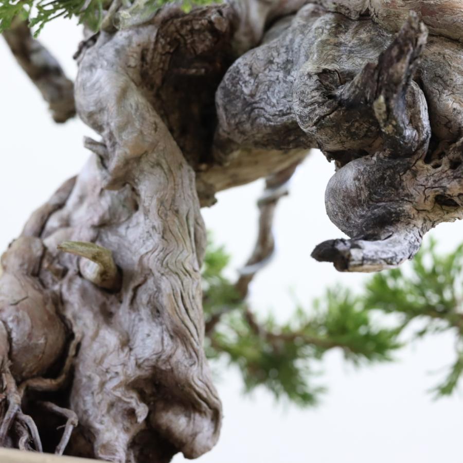 大品盆栽：極上糸魚川真柏 現品 しんぱく シンパク Shinpaku 送料無料