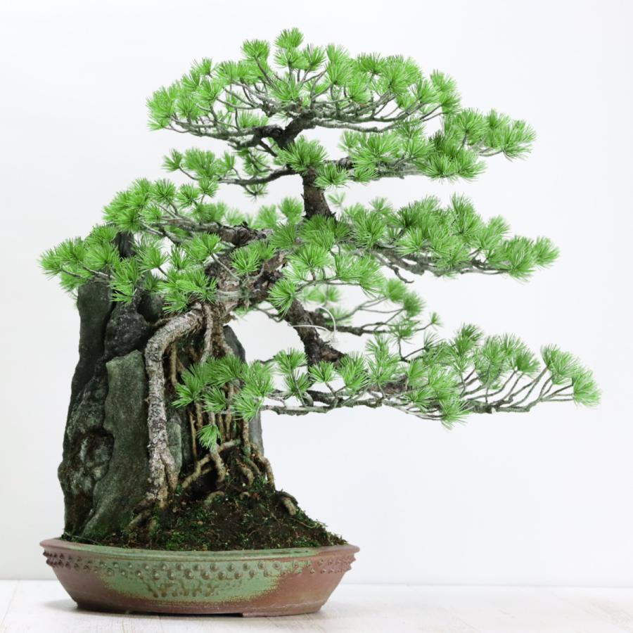 中品盆栽 極上五葉松石付き 現品 ごようまつ ゴヨウマツ Goyoumatsu
