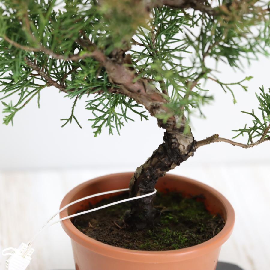 盆栽 紀州真柏盆栽 極太幹 貴風盆栽 小品盆栽 中品盆栽 素材ミニ盆栽
