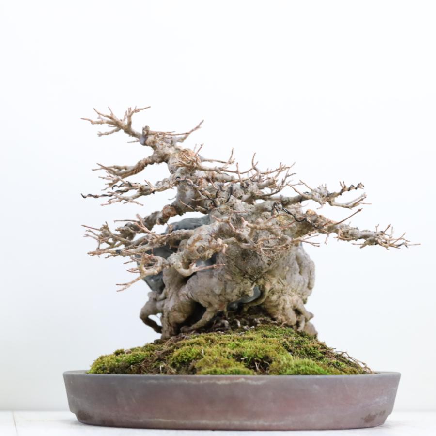 カエデ石付き 楓石付 中品盆栽 現品 : 盆栽ショップ わびさび Yahoo!店