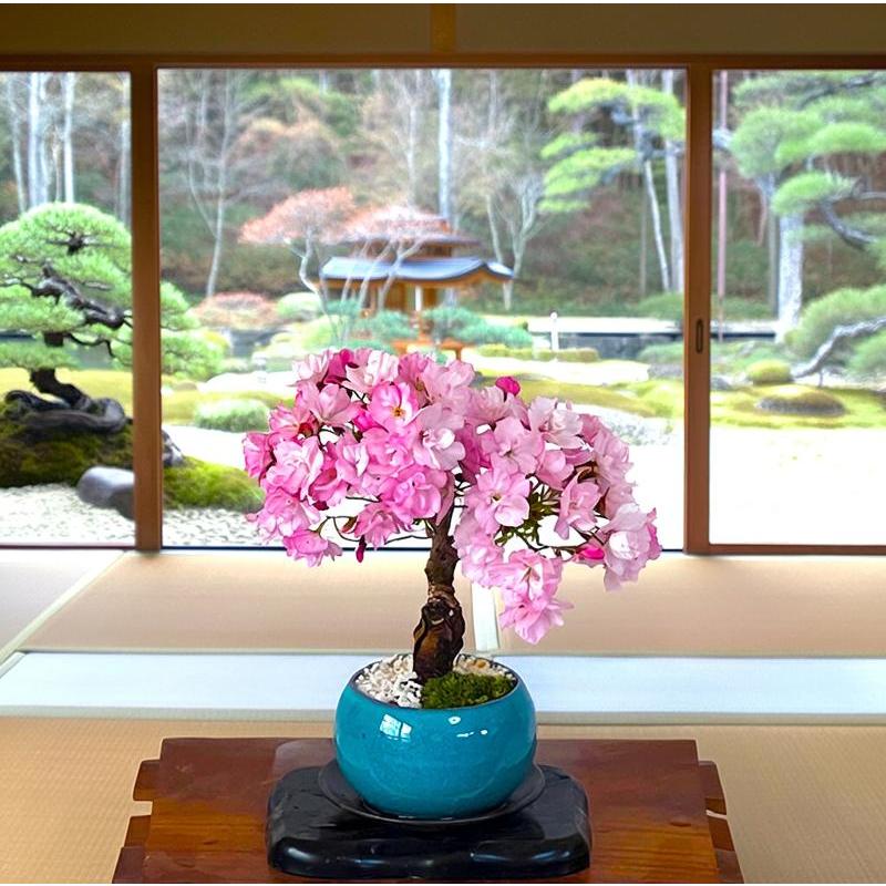盆栽 桜 ミニ 旭山桜 八重咲 室内 初心者 お祝い 誕生日 ギフト 無料
