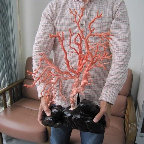 ピンク珊瑚の拝見・置物（艶出し加工済み）/原木/黒檀台/『宝石サンゴ